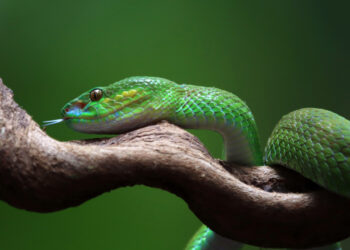 Фото: freepik.com