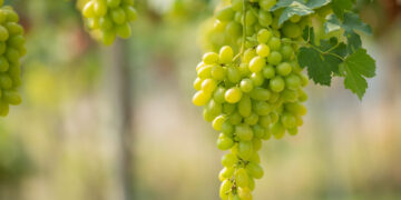 Фото: freepik.com