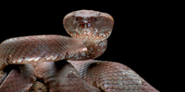 Фото: freepik.com/kuritafsheen77