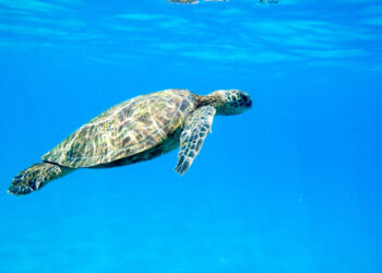 Фото: freepik.com/wirestock