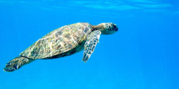 Фото: freepik.com/wirestock