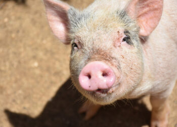 Фото: freepik.com/DejaVu Designs