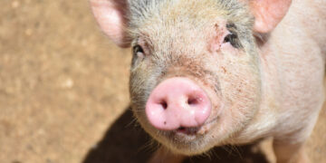 Фото: freepik.com/DejaVu Designs