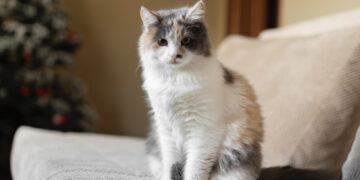 Фото: freepik.com/freepik